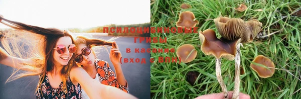 гашик Новоузенск